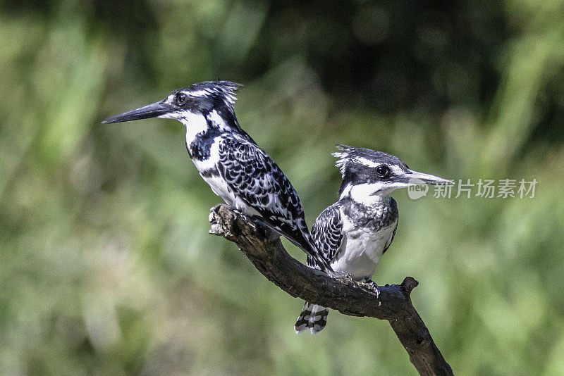 两只翠鸟在树枝上(Ceryle rudis)